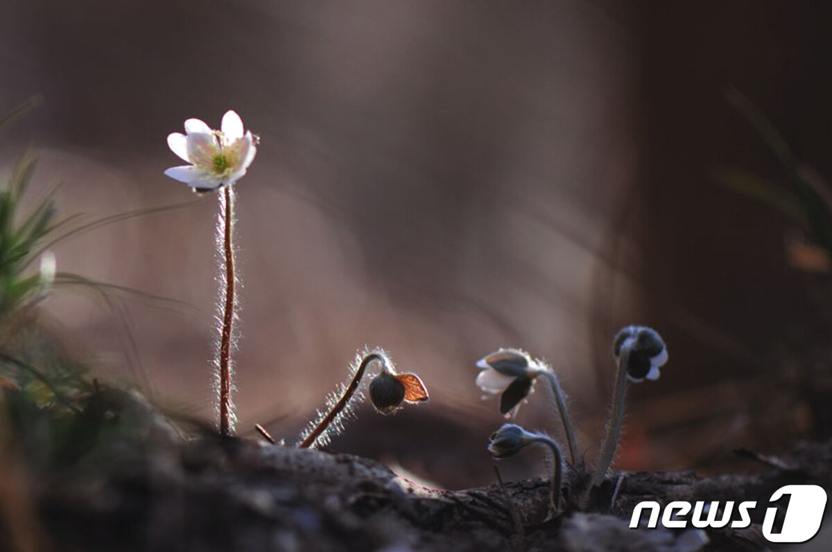 본문 이미지 - 노루귀.(경주국립공원제공)2022.3.3/ⓒ 뉴스1