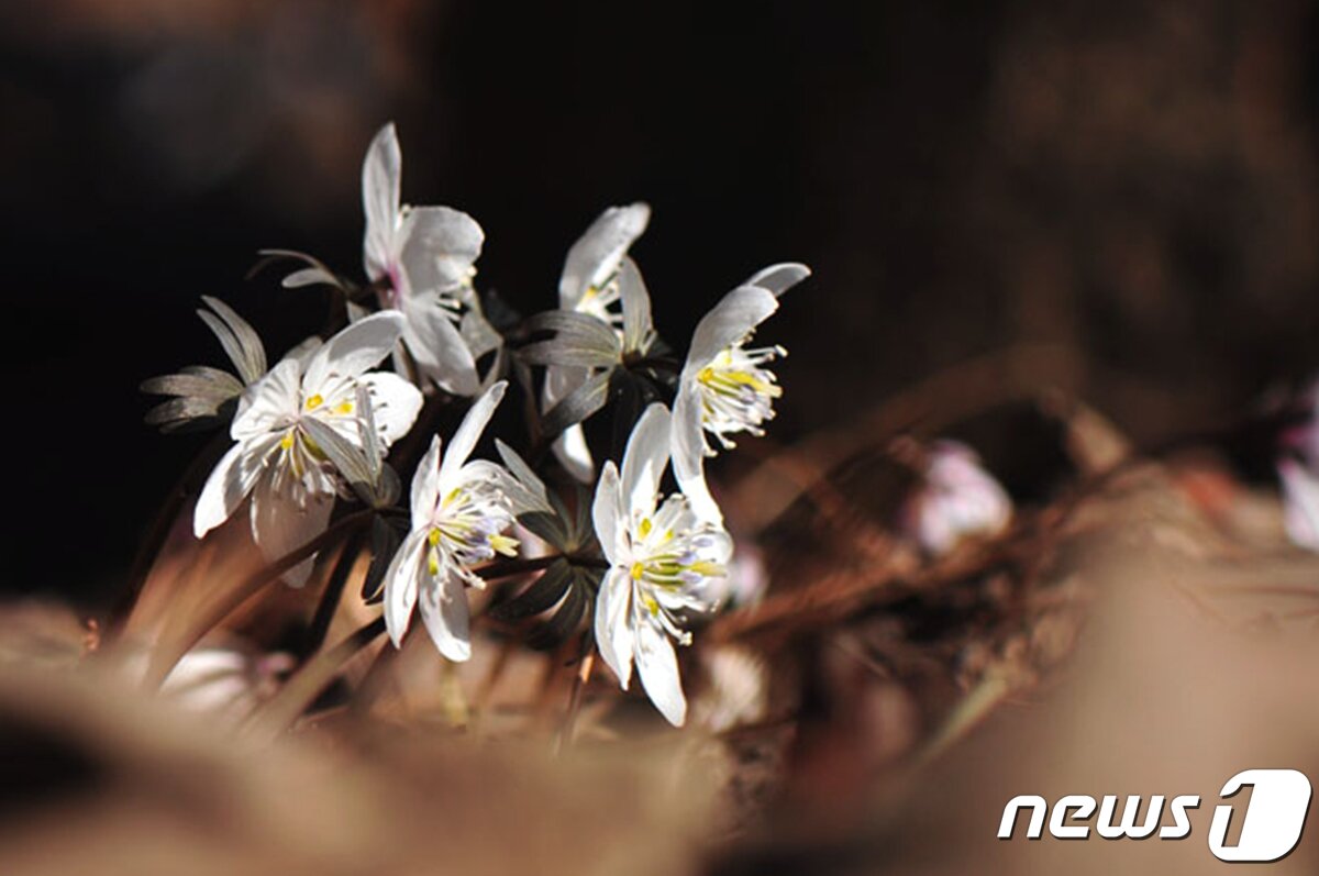 본문 이미지 - 노루귀.(경주국립공원제공)2022.3.3/ⓒ 뉴스1