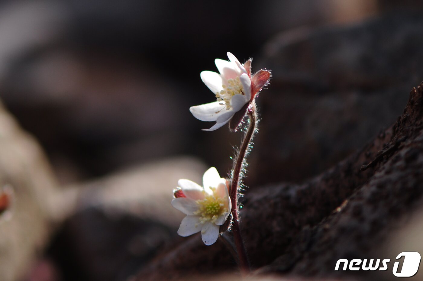 본문 이미지 - 노루귀.(경주국립공원제공)2022.3.3/ⓒ 뉴스1