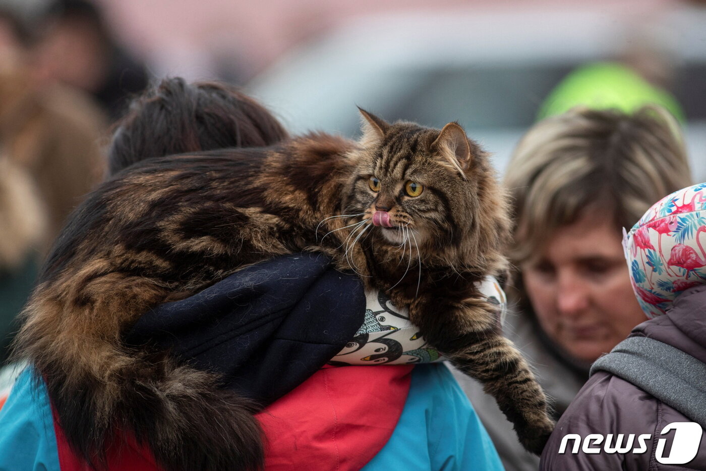 본문 이미지 - 반려묘를 안고 피난길에 나선 우크라이나인ⓒ 로이터=뉴스1