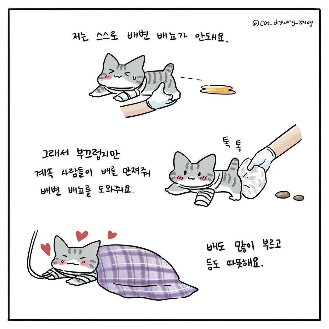 최아름 수의사의 고양이그림공부 ⓒ 뉴스1