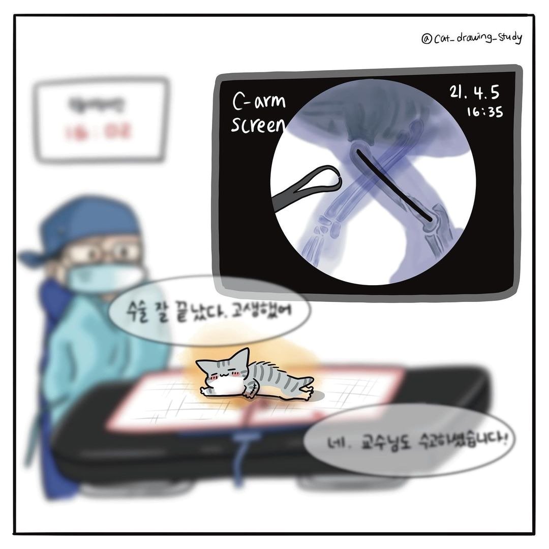 본문 이미지 - 최아름 수의사의 고양이그림공부 ⓒ 뉴스1