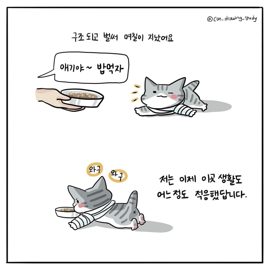 최아름 수의사의 고양이그림공부 ⓒ 뉴스1