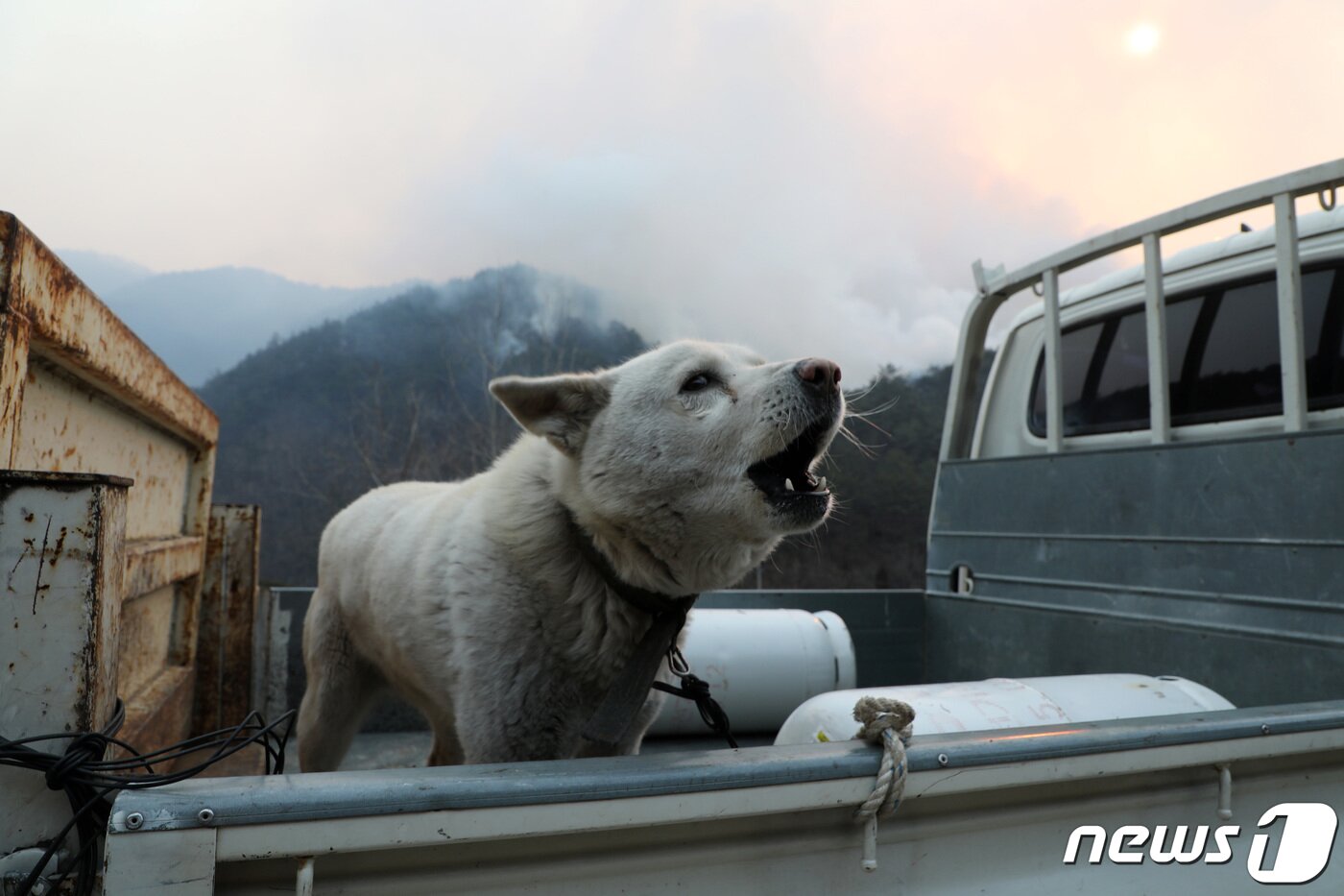 본문 이미지 - 경북 울진군 산불 사흘째인 6일 오전 울진군 북면 두천리 마을 뒷산에 불길이 번지며 연기가 피어오르는 가운데 한 주민이 농장에 있던 강아지를 트럭에 태워 대피하고 있다. 2022.3.6/뉴스1 ⓒ News1 공정식 기자