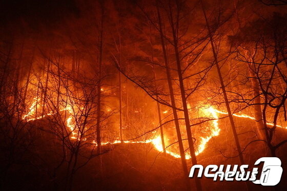 본문 이미지 - 경북 울진군 북면 산불 발생 사흘째인 지난 6일 수시로 바뀌는 풍향과 강풍 및 연무로 산불이 울진군 금강송면 소광리 금강소나무숲 인근까지 번지고 있다. (산림청 제공)ⓒ 뉴스1