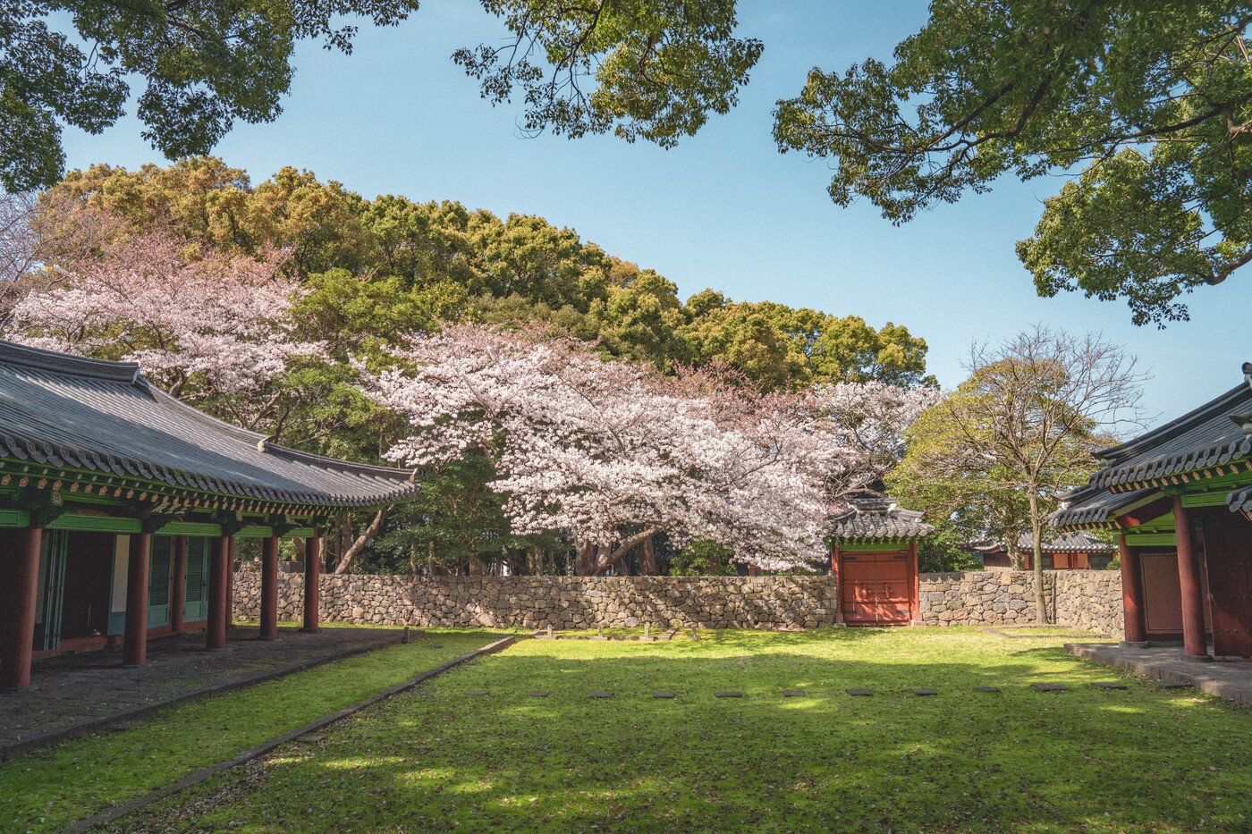 본문 이미지 - 벚꽃 명소 삼성혈. 제주관광공사 제공