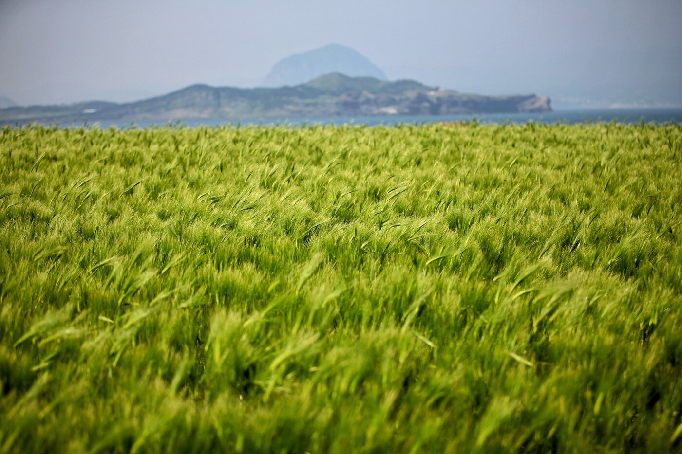 본문 이미지 - 가파도 청보리. 제주관광공사 제공