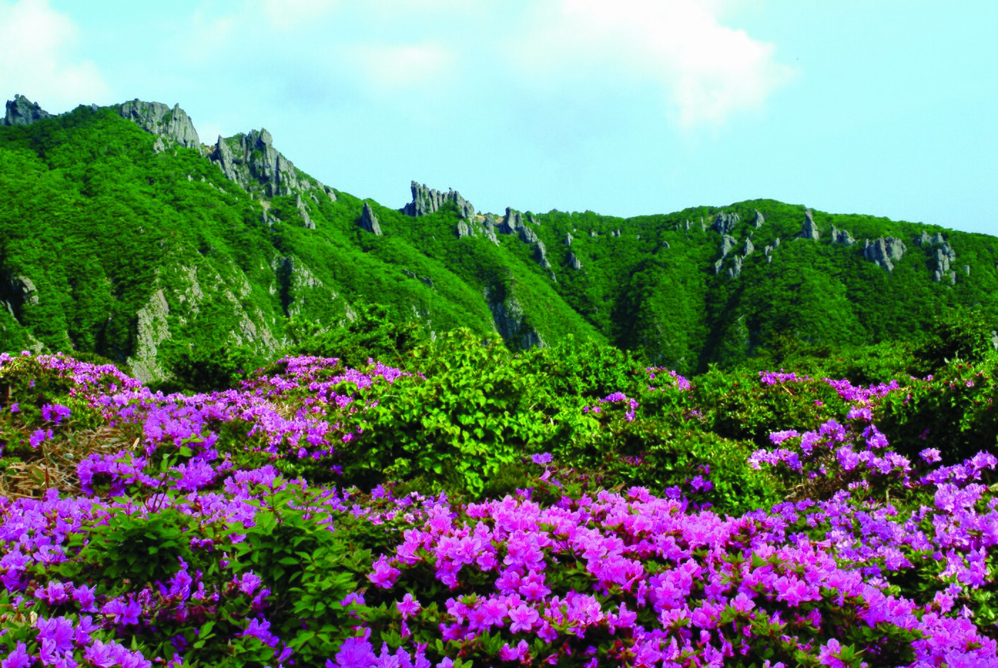 본문 이미지 - 영실계곡에 피어난 철쭉. 제주관광공사 제공