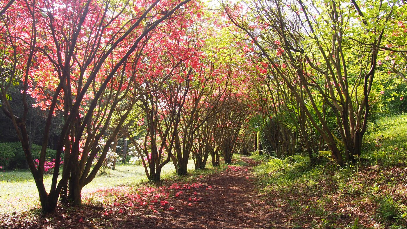 본문 이미지 - 아름다운 꽃모양으로 알려진 제주도의 도화인 참꽃. 제주관광공사 제공