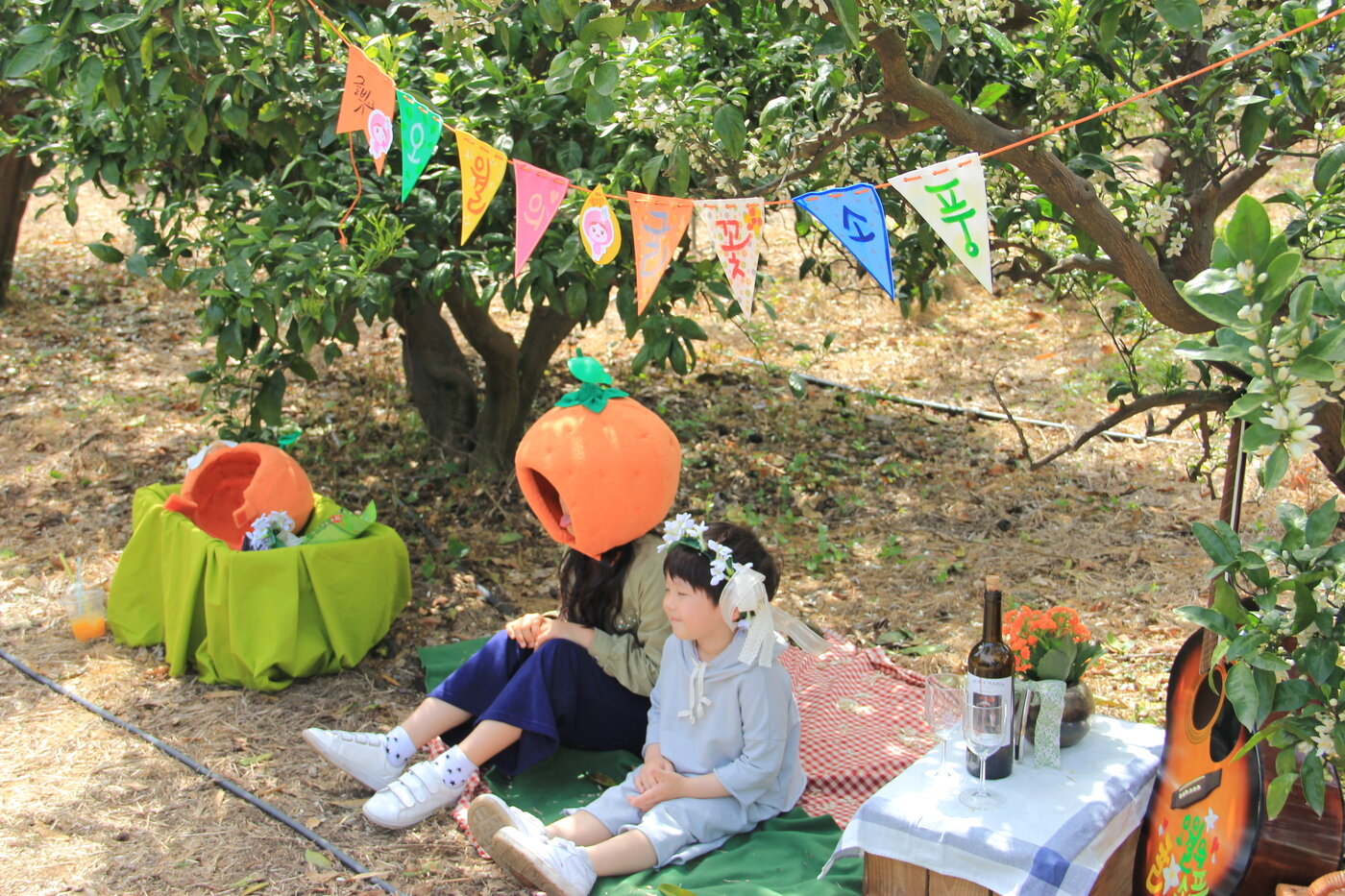 본문 이미지 - 귤꽃. 제주관광공사 제공