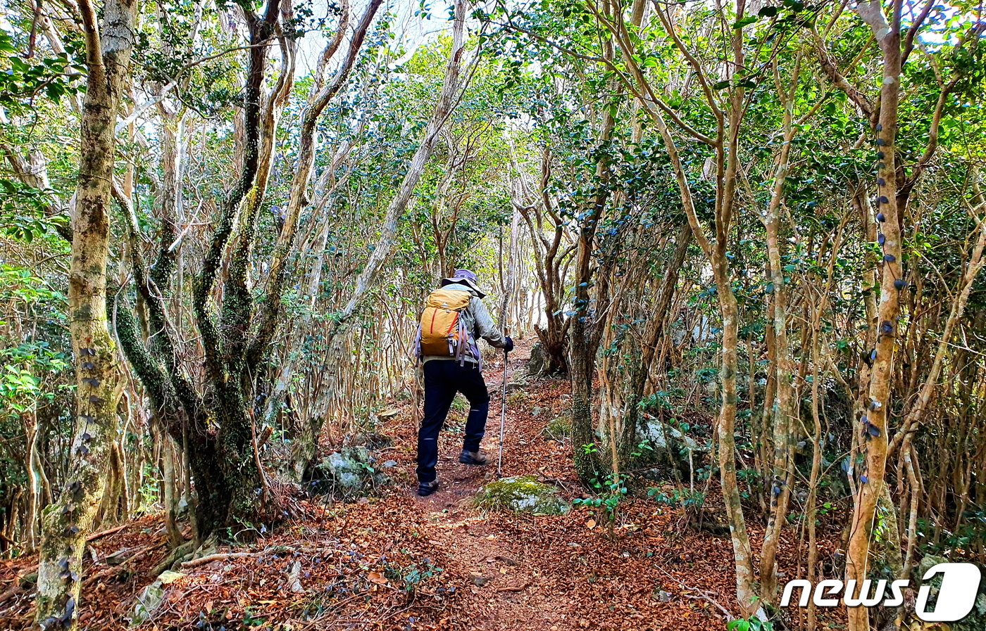 동백나무, 후박나무 등의 상록수림 숲터널이 계속 이어지는 능선의 등산로. 숲그늘과 바닷바람으로 시원한 산행을 즐긴다 ⓒ 뉴스1