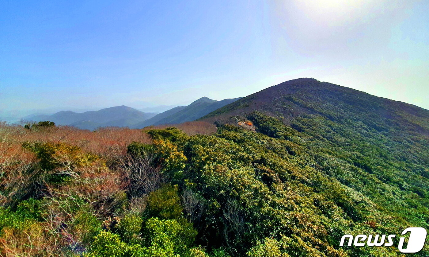 본문 이미지 - 보길도의 산 능선. 오른쪽에 최고봉 격자봉이 우람하고, 잘 보전된 상록수림이 빼곡하다. ⓒ 뉴스1