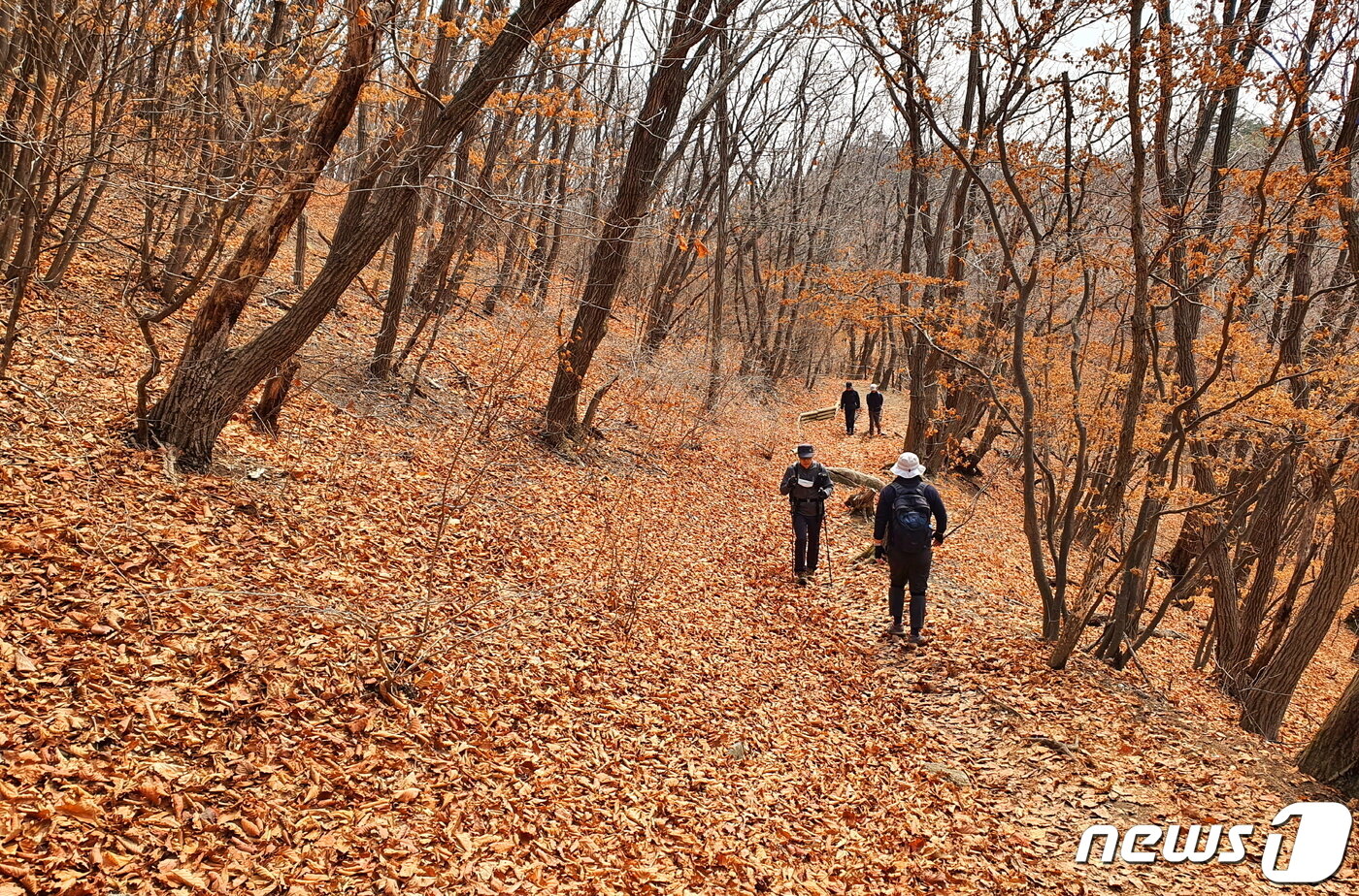 본문 이미지 - 용암문에서 대동문 가는 길. 춘사월이지만, 고지대 등산로는 아직 갈색낙엽에 뒤덮힌 가을 풍경이다 ⓒ 뉴스1