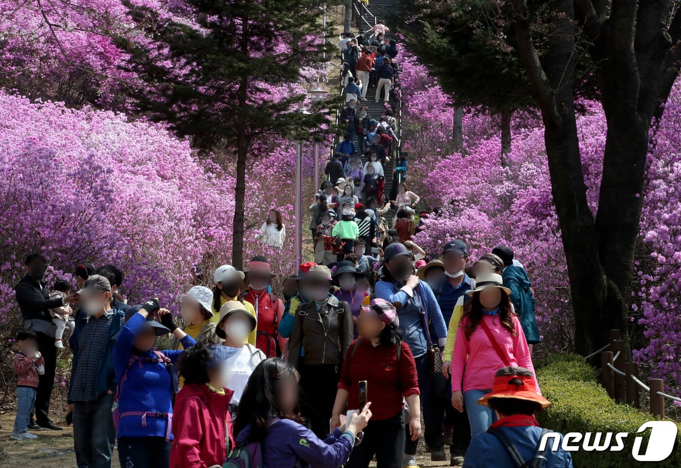 본문 이미지 - 전국적으로 봄꽃이 만개한 10일 경기 부천시 춘의동에 있는 진달래 동산을 찾은 상춘객들이 진달래꽃을 구경하며 봄 정취를 만끽하고 있다. 2022.4.10/뉴스1 ⓒ News1 정진욱 기자