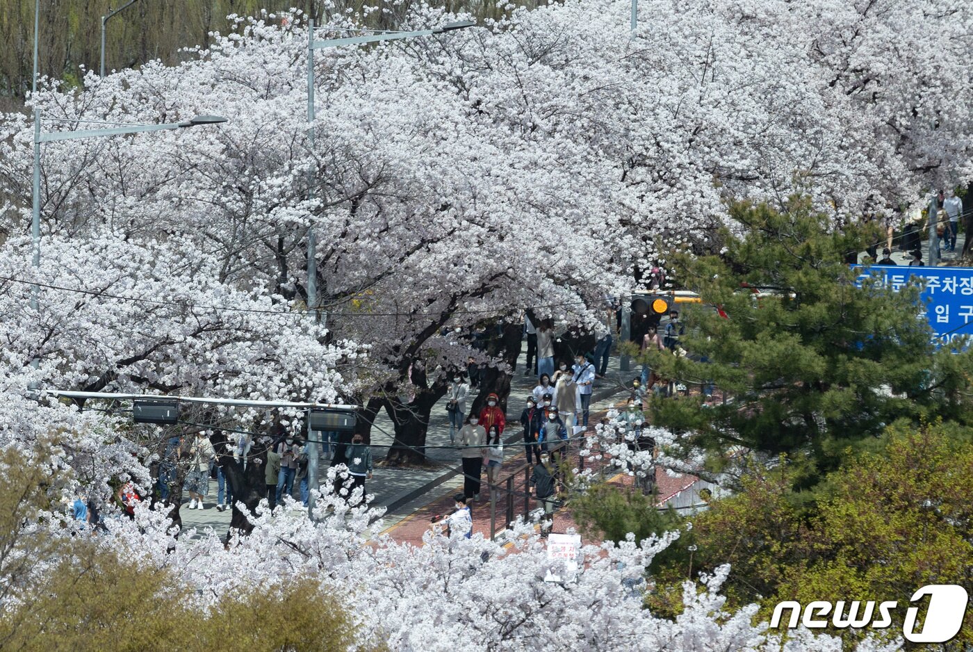 본문 이미지 - 완연한 봄 날씨를 보인 10일 서울 여의도 윤중로 벚꽃길을 찾은 시민들이 만개한 벚꽃을 보며 봄의 정취를 느끼고 있다. 2022.4.10/뉴스1 ⓒ News1 이재명 기자