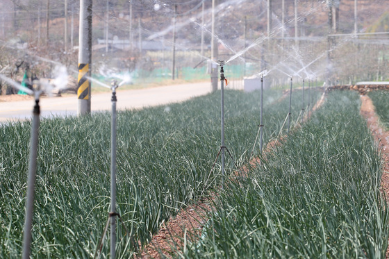 가을장마 앞둔 농작물…배수 정비·병든 열매 제거해야