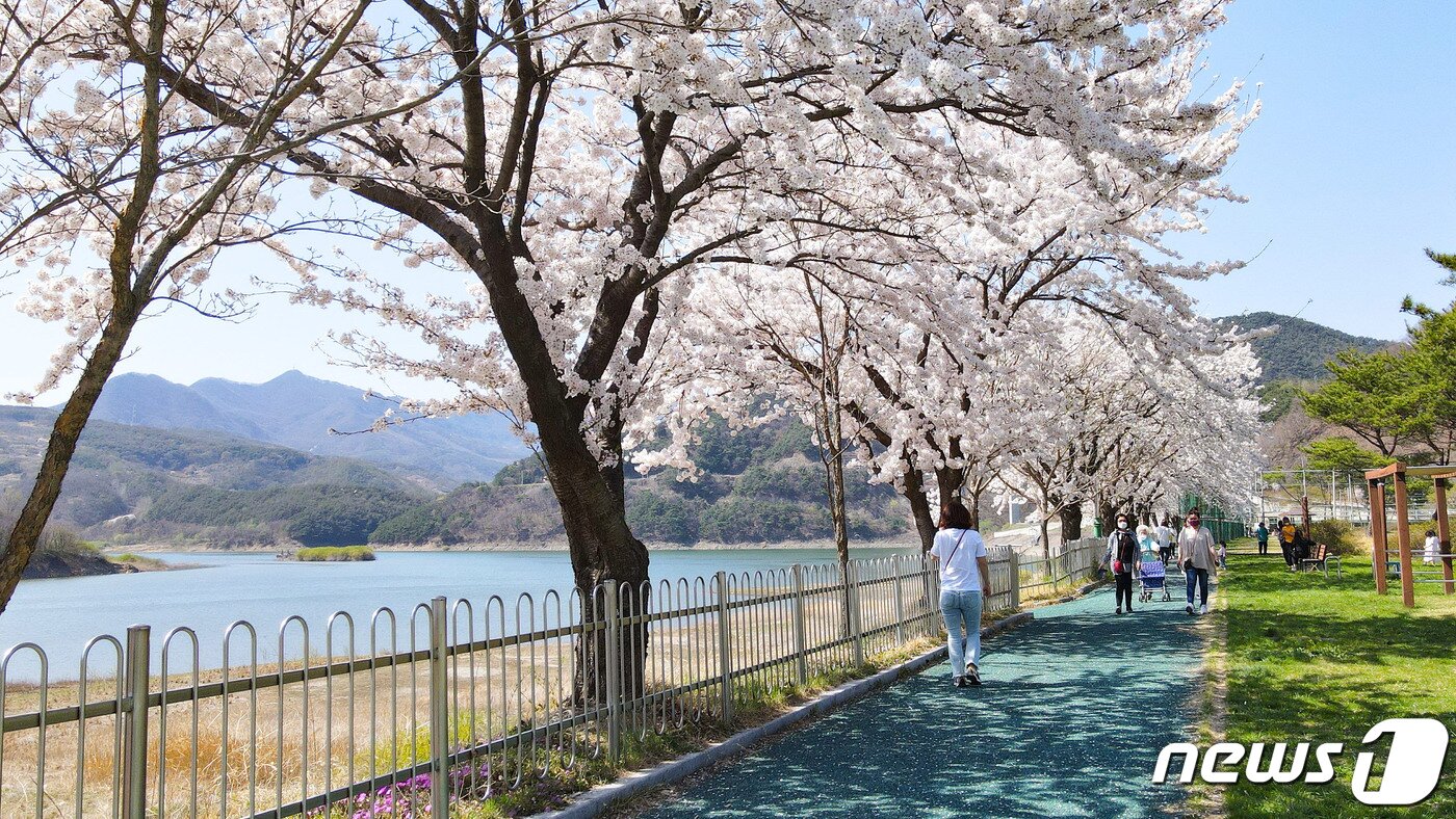 본문 이미지 - 단양군 단성면 새활체육공원 산책로 벗꽃이 호수와 어우려져 장관을 이루고 있다.(단양군 제공)ⓒ 뉴스1
