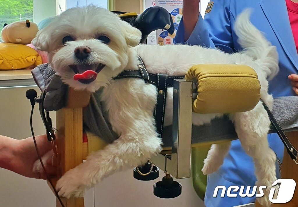 본문 이미지 - 침 치료 받으면서 노래 부르는 강아지 ⓒ 뉴스1 최서윤 기자