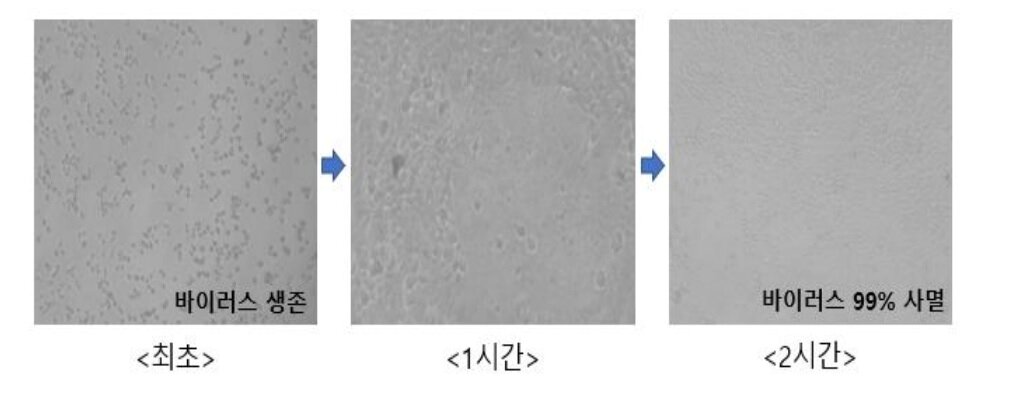 본문 이미지 - 코로나19와 유사한 RNA계열에 대한 항바이러스 시험 결과. (㈜블루인더스 제공) ⓒ 뉴스1