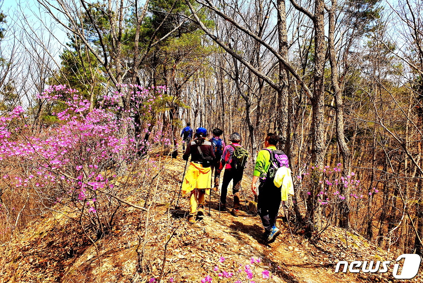 본문 이미지 - 진달래 꽃길. 봄볕에 진달래가 활짝 핀 마이산 능선길을 걷는 탐방객들 ⓒ 뉴스1