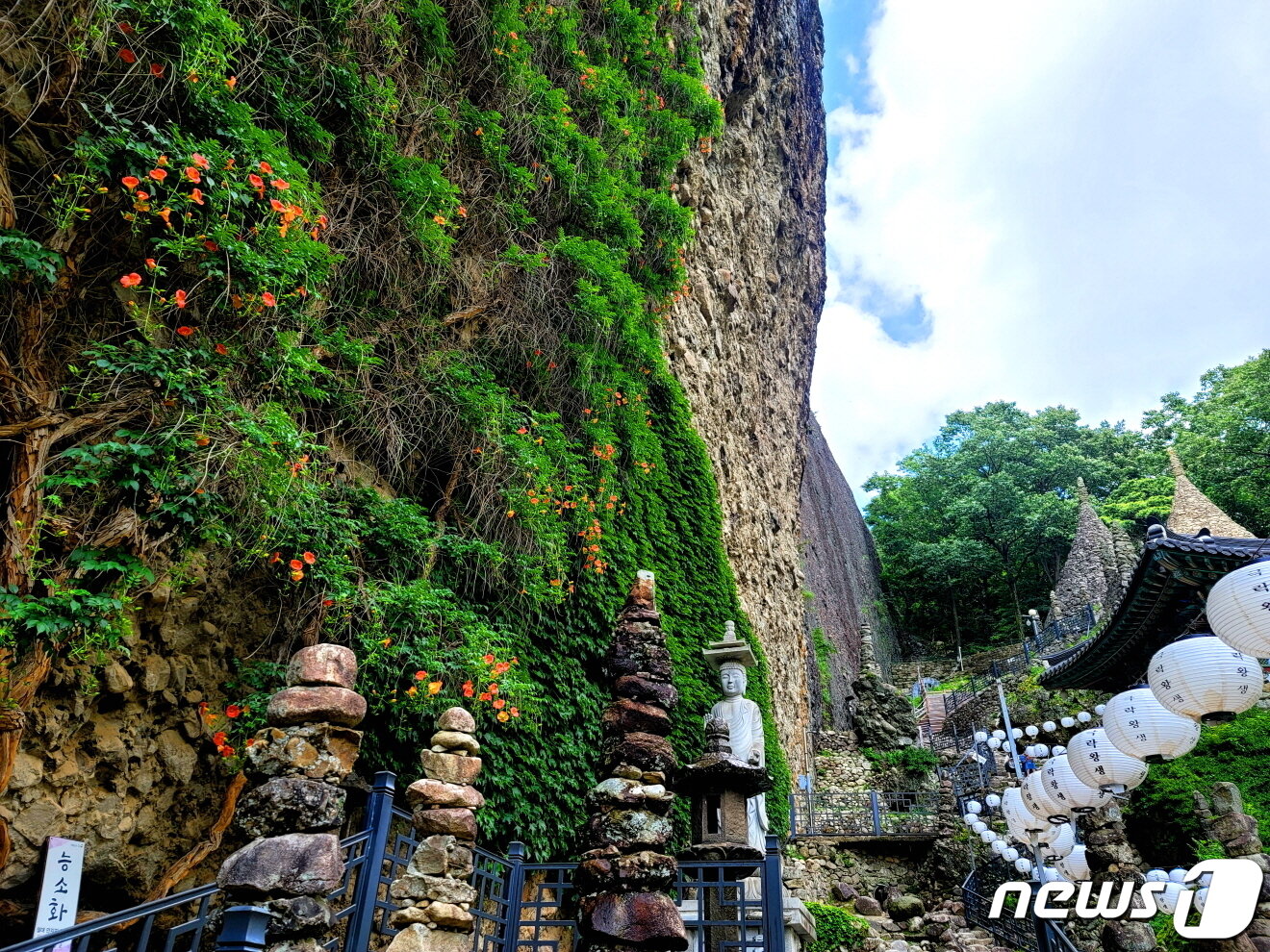 본문 이미지 - 암마이봉을 기어오르는 여름의 능소화. 사진 진안군청 홈페이지 ⓒ 뉴스1