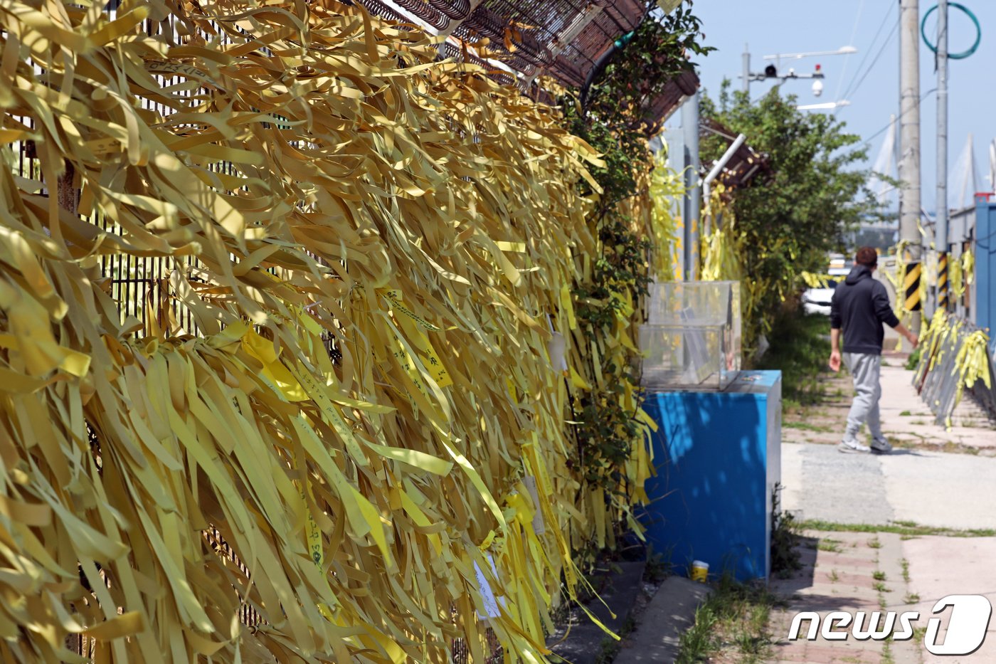 본문 이미지 - 전남 목포신항에서 색이 바랜 노란 리본들이 바람에 나부끼고 있다.  뉴스1 ⓒ News1