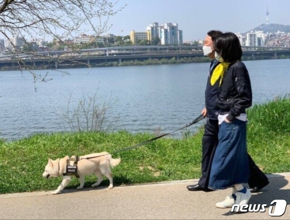 본문 이미지 - 윤석열 대통령 당선인 아내 김건희 여사가 세월호 참사 8주기 다음날 &#39;노란색 스카프&#39;를 착용하고 윤 당선인과 산책을 한 것으로 알려졌다.  17일 &#39;노란색 스카프&#39;를 착용하고 윤 당선인, 반려견 토리와 함께 반포 한강공원을 산책하는 모습. &#40;김건희여사공식팬카페 캡쳐&#41;2022.4.19/뉴스1