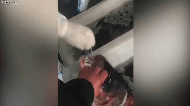 본문 이미지 - 중국 상하이의 수산물 시장에서 방역 요원들이 생선을 대상으로 코로나19 검사를 하고 있다 &#40;유튜브 갈무리&#41; ⓒ 뉴스1