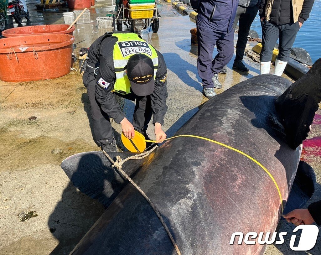 본문 이미지 - 2일 오전 4시 50분경 주문진 동방 5㎞ 인근 해상에서 혼획된 길이 5.15m, 둘레 2.2m의 돌묵상어.(속초해경 제공) 2022.4.2/뉴스1