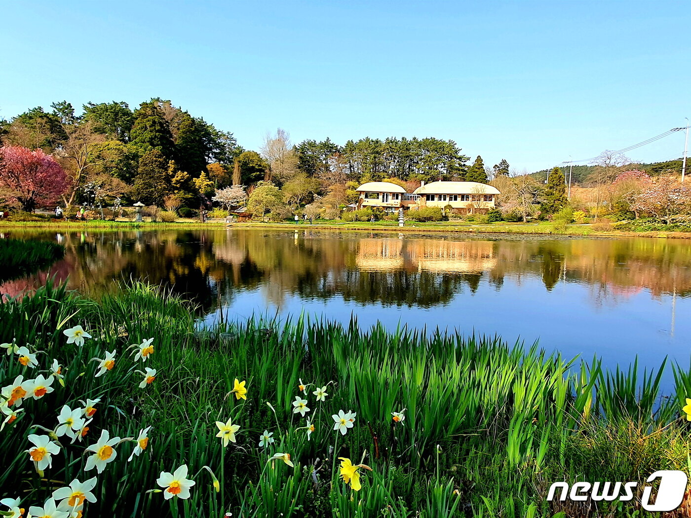 본문 이미지 - 천리포수목원. 수선화가 청초한, 곱고 예쁜 그림같은수목원 풍경 ⓒ 뉴스1