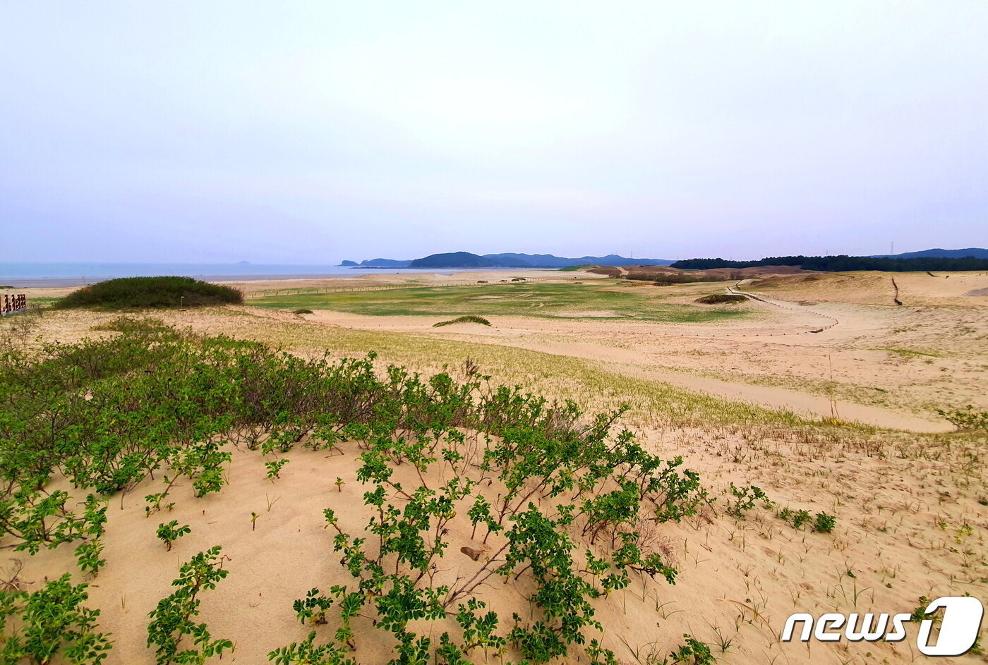 본문 이미지 - 신두리 사구 전경. 가까이 막 새잎을 틔운 해당화. 멀리 신두리 바다와 맨 끝의 학암포 ⓒ 뉴스1