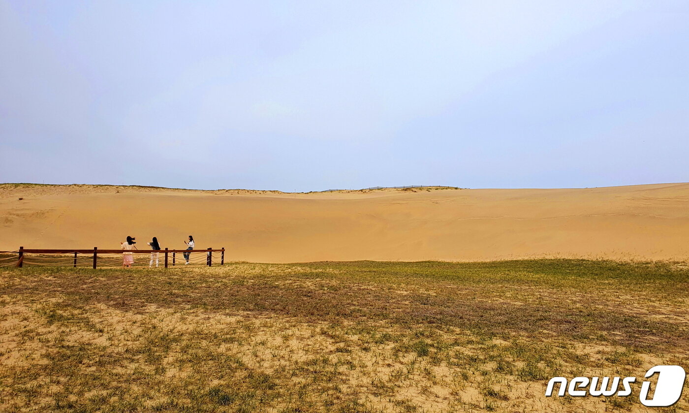 본문 이미지 - 한국의 사하라사막 신두리 사구의 뷰 포인트. 낙타가 지나가도 될 풍경이다 ⓒ 뉴스1