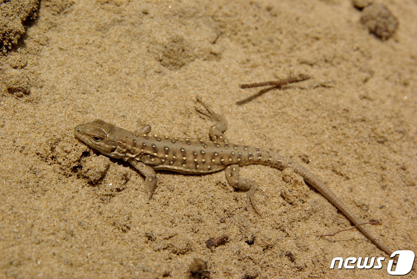 본문 이미지 - 표범장지뱀. 모래밭에 굴을 파고 서식하면서, 곤충과 애벌레, 거미 등을 먹고 산다. 서식지 축소와 교란으로 멸종위기종이다. 사진 송재영 ⓒ 뉴스1