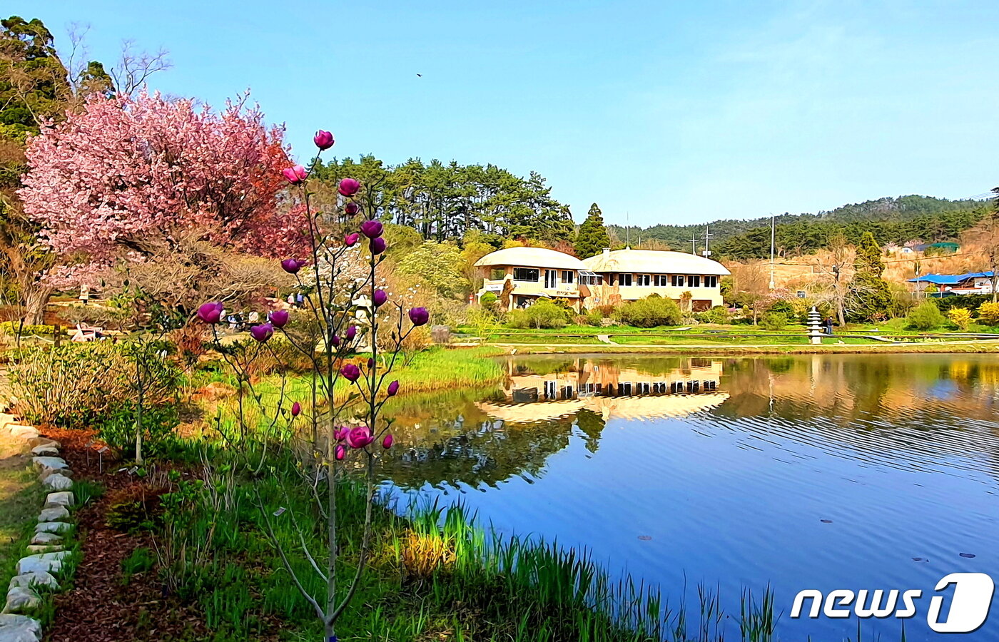본문 이미지 - 천리포수목원의 대표 풍경.  빨간 목련과 불그스레한 벚나무 꽃이 만개하고, 초가지붕과 주변 풍경이 연못에 비친다 ⓒ 뉴스1