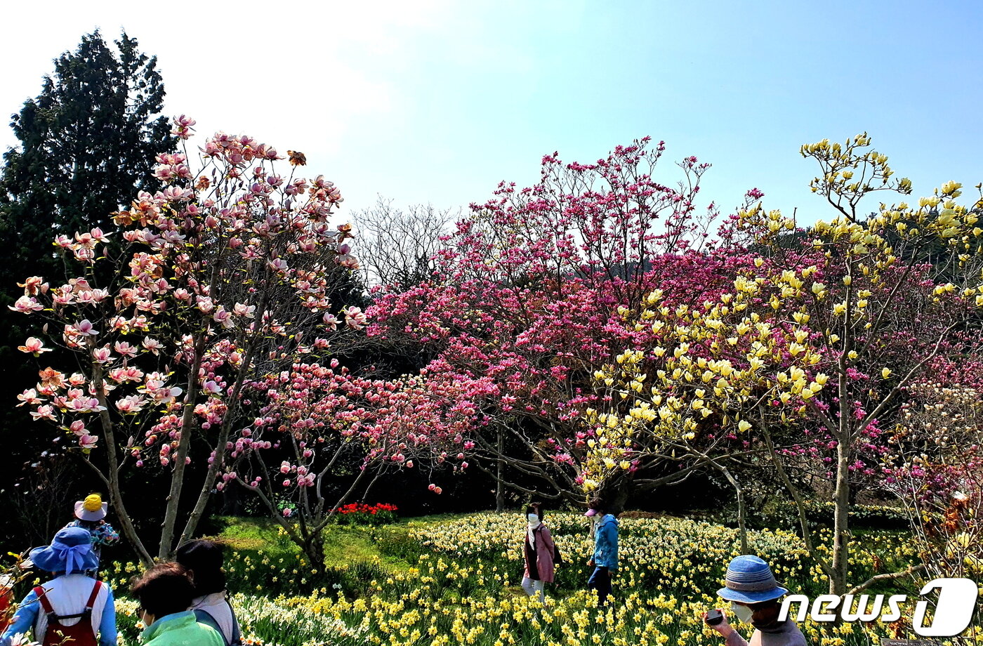 본문 이미지 - 갖가지 목련꽃의 칼라풀한 만개. 오!오! 탄성을 내며 지나가는 방문객들 ⓒ 뉴스1