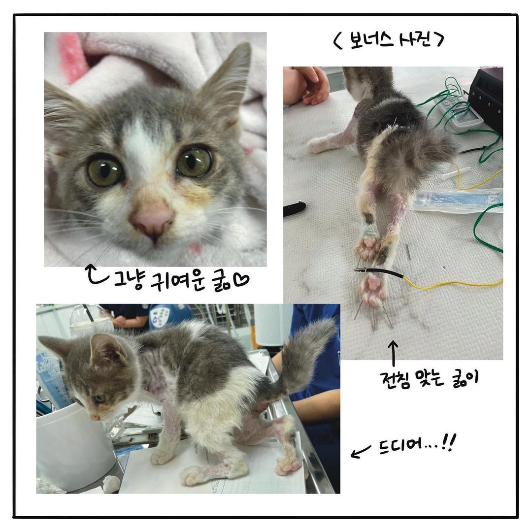 본문 이미지 - 해피펫툰 ⓒ 뉴스1