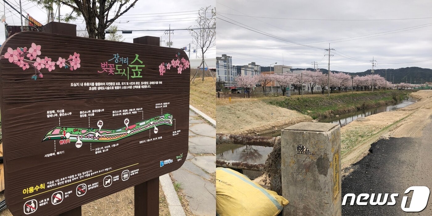 본문 이미지 - 경기 양주시 장거리교차로 인근 '광사리1교'에서 바라본 장거리 벚꽃도시숲길 전경. ⓒ 뉴스1