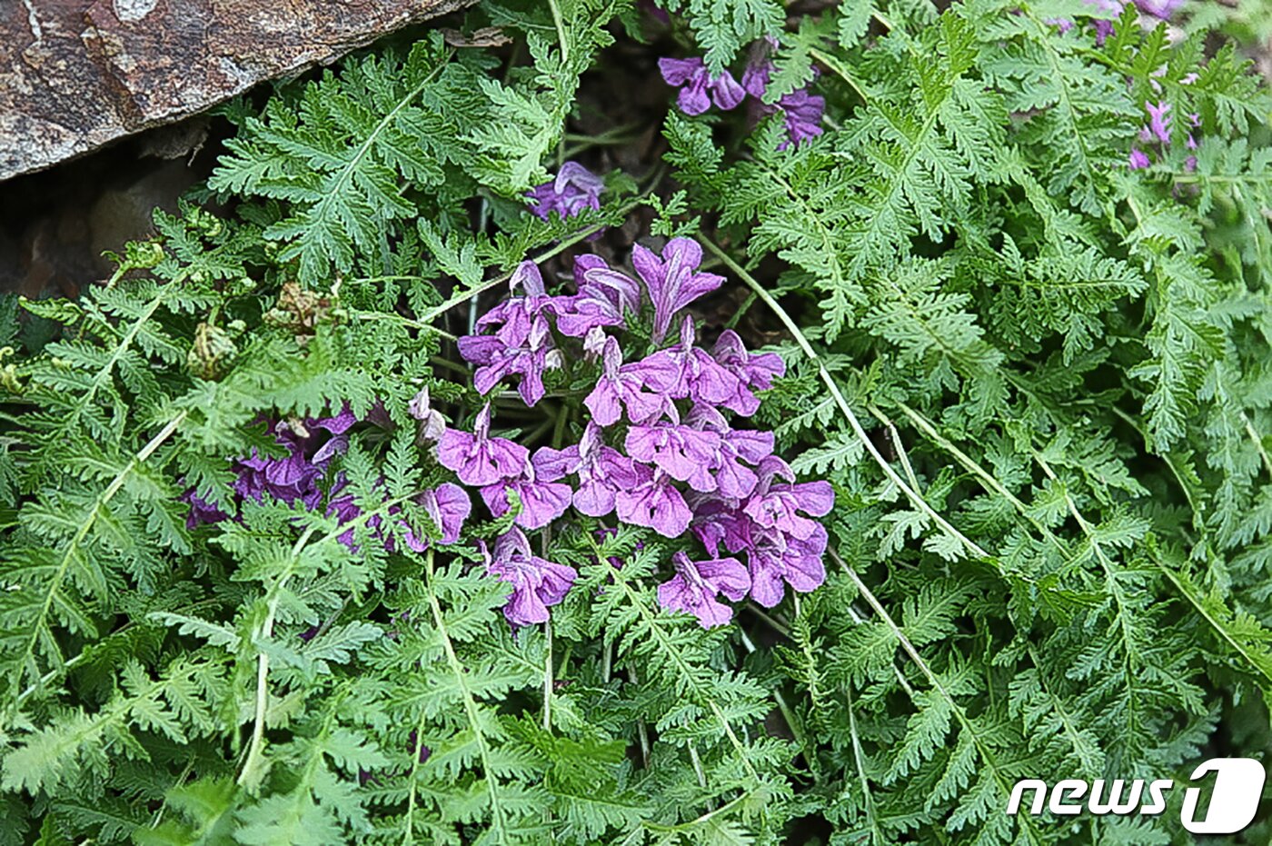 본문 이미지 - 국립공원 경주국립공원에서 서식중인 멸종위기야생생물 2급인 애기송이풀.(뉴스1 자료, 재판매 및 DB금지) 4.23/ ⓒ 뉴스1 최창호 기자