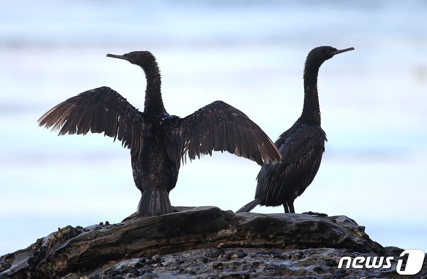 본문 이미지 - 기름 유출 사고로 인해 기름에 뒤덮인 바닷새 ⓒ AFP=뉴스1