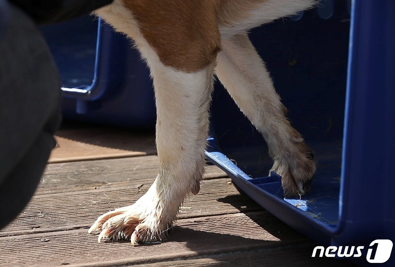 본문 이미지 - 국내 한 대기업 연구소가 동물실험을 끝낸 비글 21마리를 비구협에 기증했다. (비글구조네트워크 제공) ⓒ 뉴스1