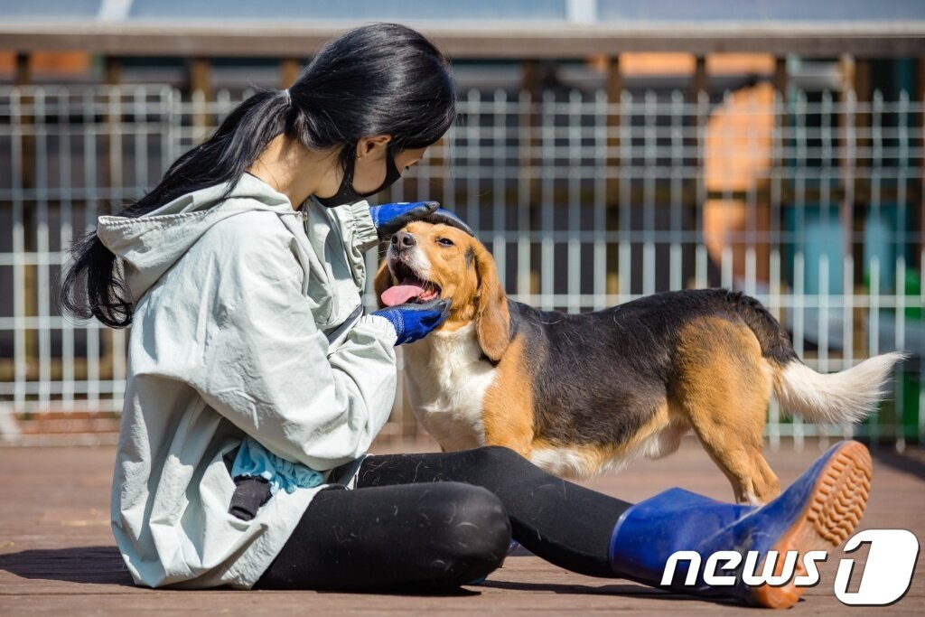 본문 이미지 - 국내 한 대기업 연구소가 동물실험을 끝낸 비글 21마리를 비구협에 기증했다. (비글구조네트워크 제공) ⓒ 뉴스1