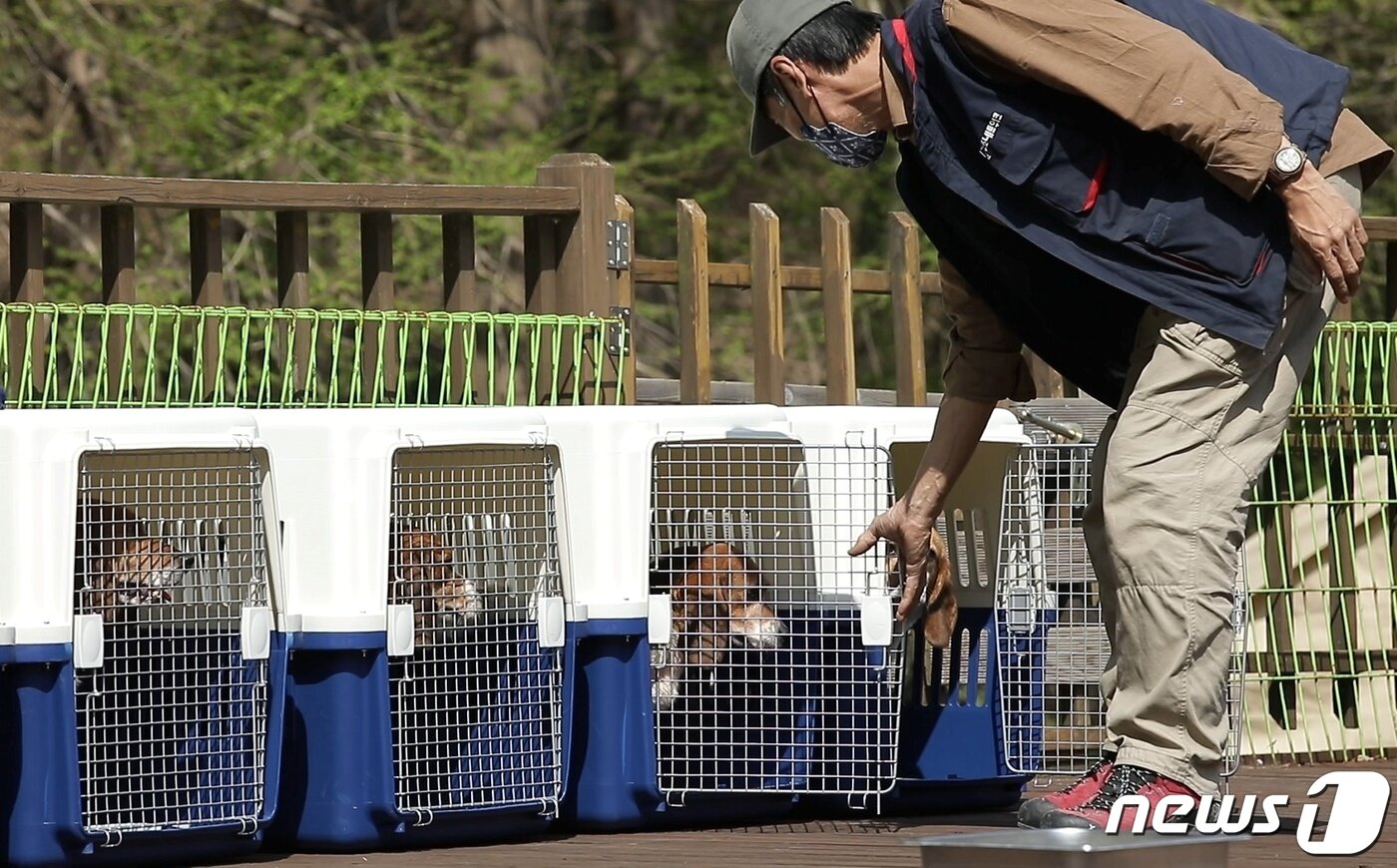 본문 이미지 - 국내 한 대기업 연구소가 동물실험을 끝낸 비글 21마리를 비구협에 기증했다. (비글구조네트워크 제공) ⓒ 뉴스1