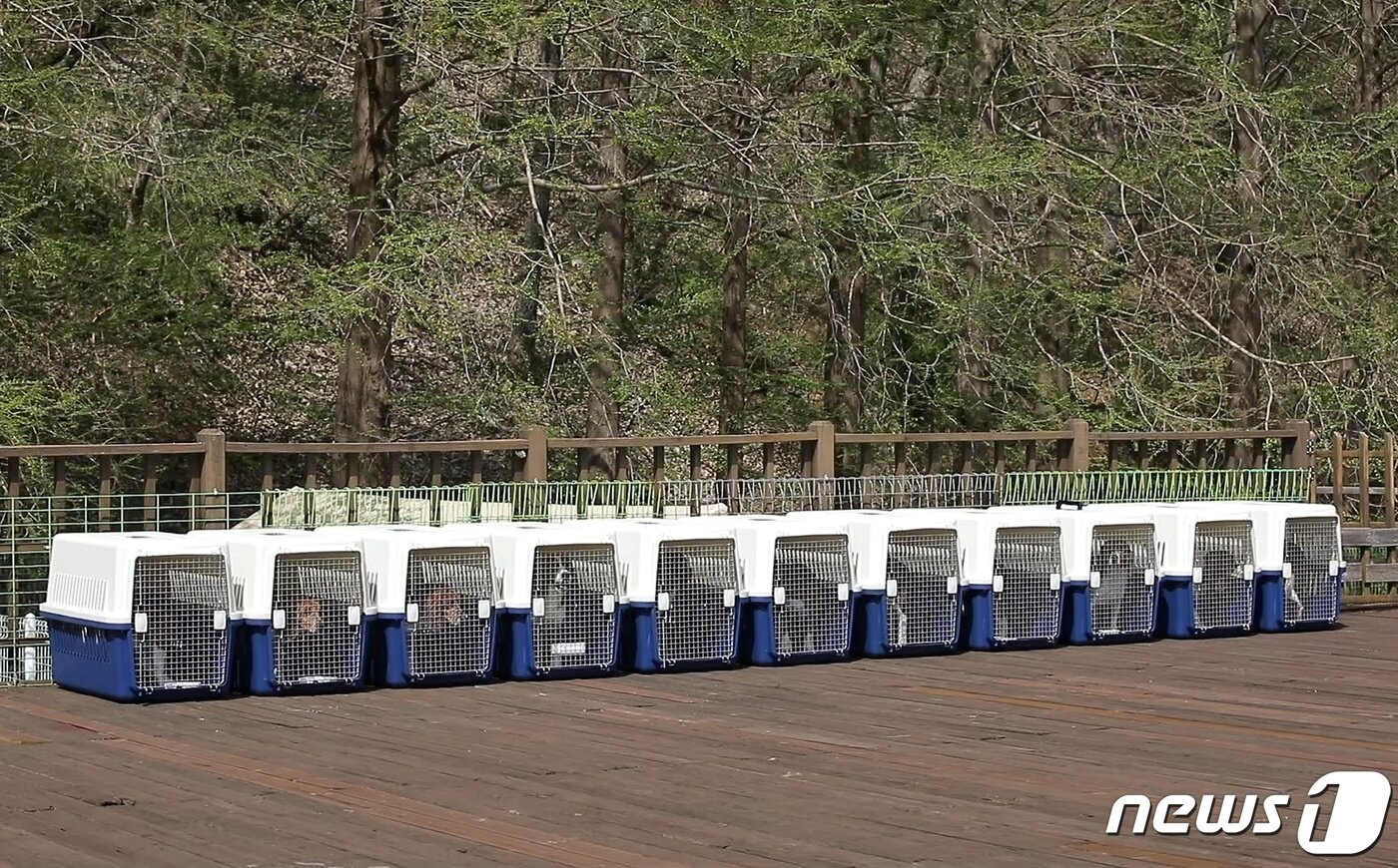본문 이미지 - 국내 한 대기업 연구소가 동물실험을 끝낸 비글 21마리를 비구협에 기증했다. (비글구조네트워크 제공) ⓒ 뉴스1