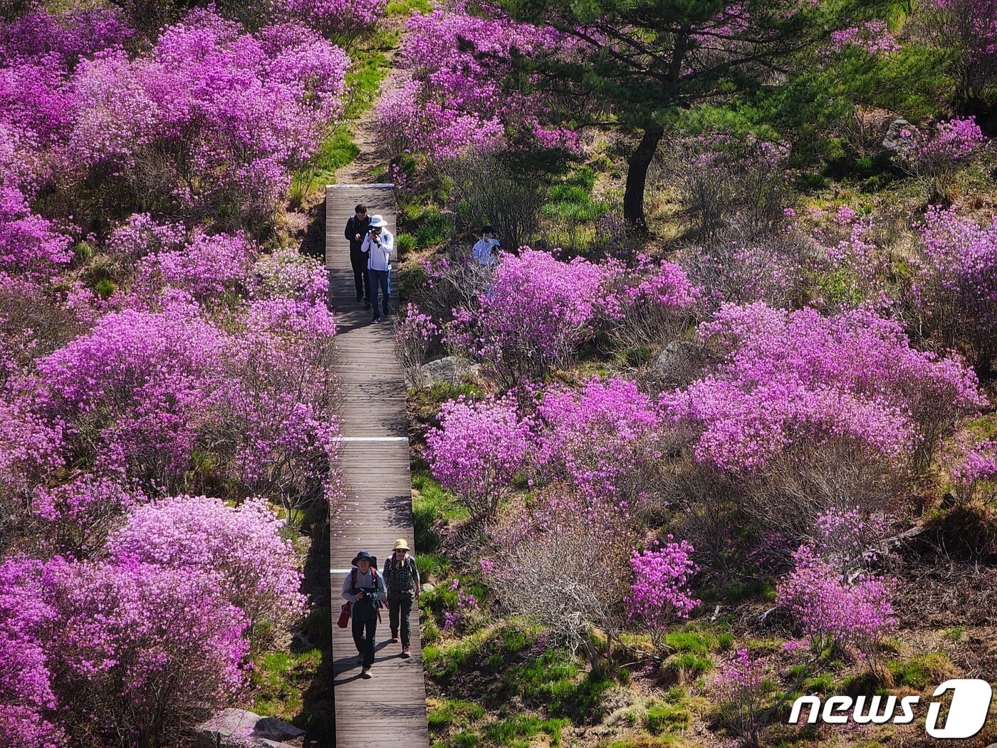 본문 이미지 - 24일 대구 달성군 비슬산에 만개한 참꽃(진달래)군락지를 찾운 상춘객들이 봄을 만끽하고 있다. 2022.4.24/뉴스1 ⓒ News1 유승관 기자