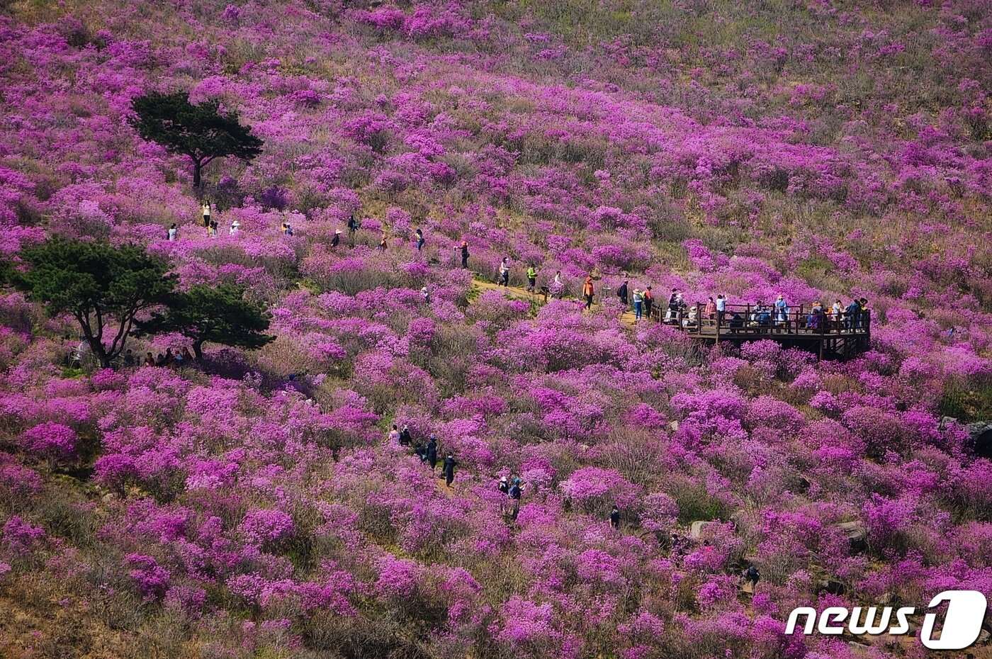본문 이미지 - 24일 대구 달성군 비슬산에 만개한 참꽃(진달래)군락지를 찾운 상춘객들이 봄을 만끽하고 있다. 2022.4.24/뉴스1 ⓒ News1 유승관 기자