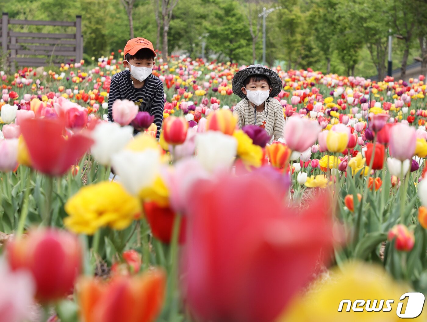 본문 이미지 - 24일 지리산 자락인 경남 함양군 마천면 지리산생태체험단지가에 튤립과 꽃잔디가 만개해 봄기운을 물씬 풍기고 있다.(함양군 제공) 2022.4.24/뉴스1