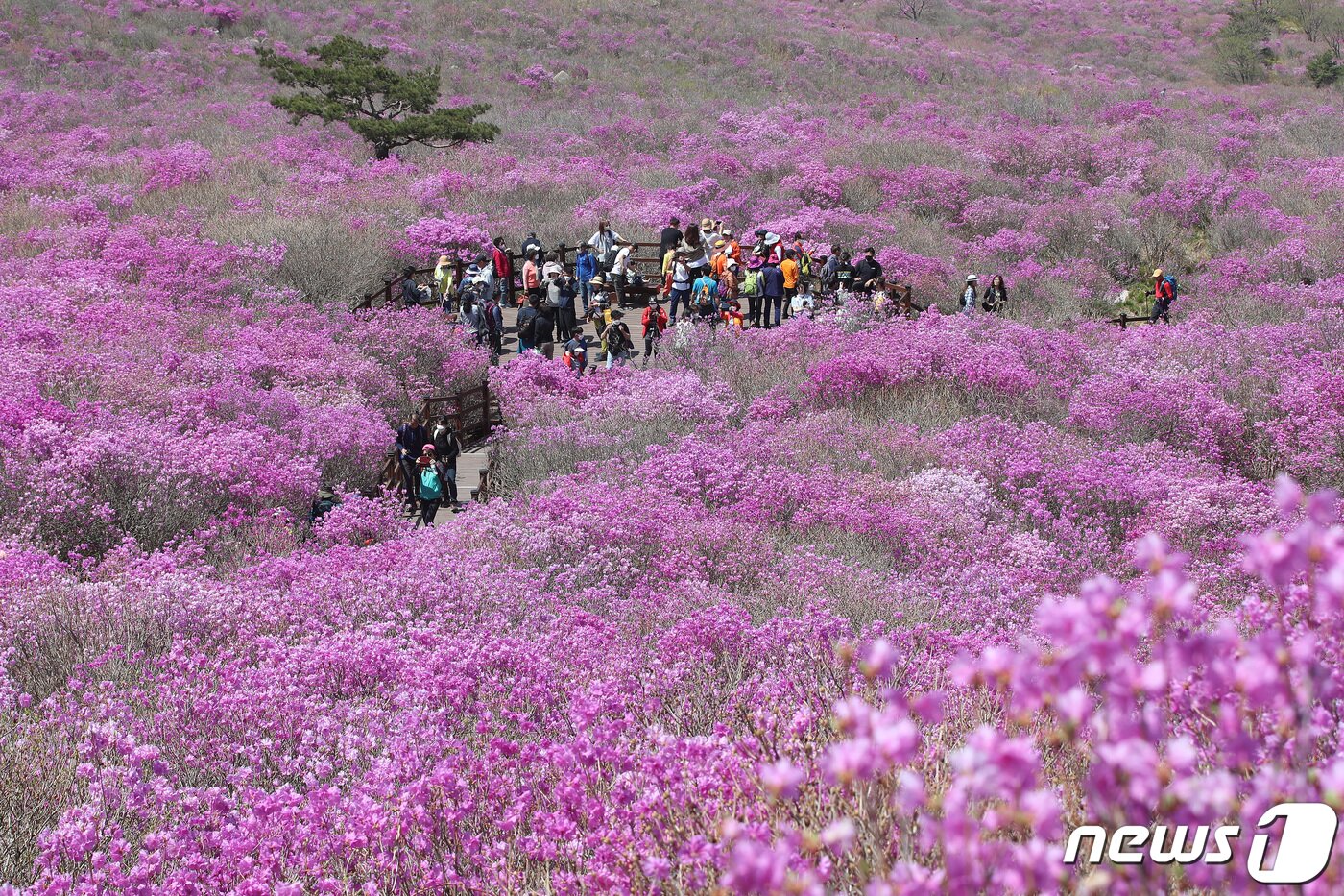본문 이미지 - 24일 오후 평년기온을 웃도는 초여름 날씨 속에 대구 달성군 비슬산 대견사 인근 참꽃군락지에 울긋불긋 핀 참꽃이 절정을 이루자 휴일을 맞아 참꽃을 감상하려는 시민들의 발길이 이어지고 있다. 2022.4.24/뉴스1 ⓒ News1 공정식 기자