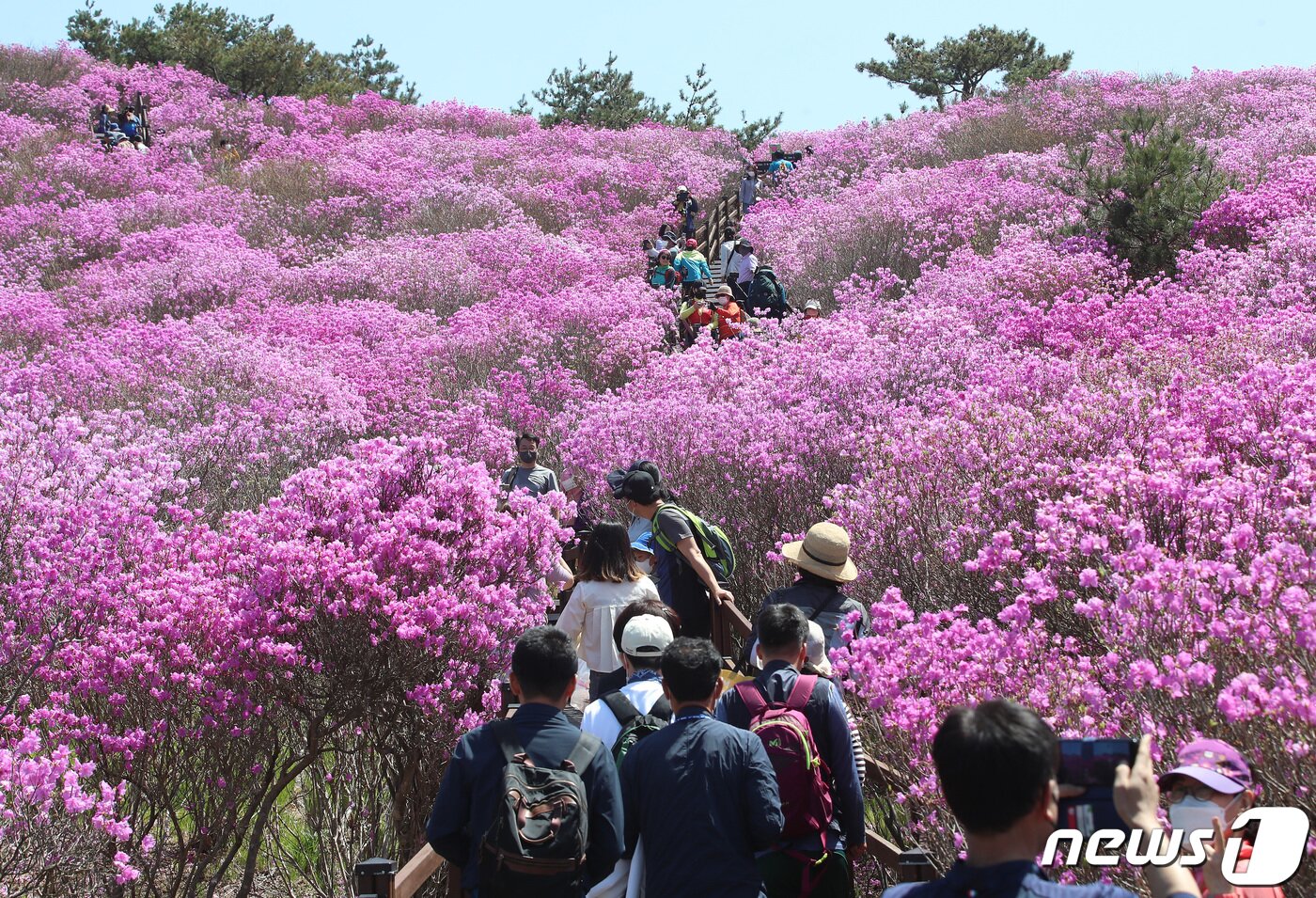 본문 이미지 - 24일 오후 평년기온을 웃도는 초여름 날씨 속에 대구 달성군 비슬산 대견사 인근 참꽃군락지에 울긋불긋 핀 참꽃이 절정을 이루자 휴일을 맞아 참꽃을 감상하려는 시민들의 발길이 이어지고 있다. 2022.4.24/뉴스1 ⓒ News1 공정식 기자