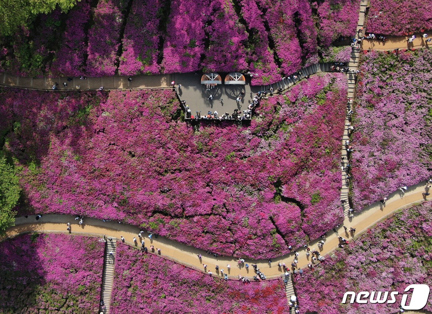 본문 이미지 - 24일 오후 경기 군포시 철쭉동산을 찾은 시민들이 꽃놀이를 즐기고 있다. 2022.4.24/뉴스1 ⓒ News1 구윤성 기자