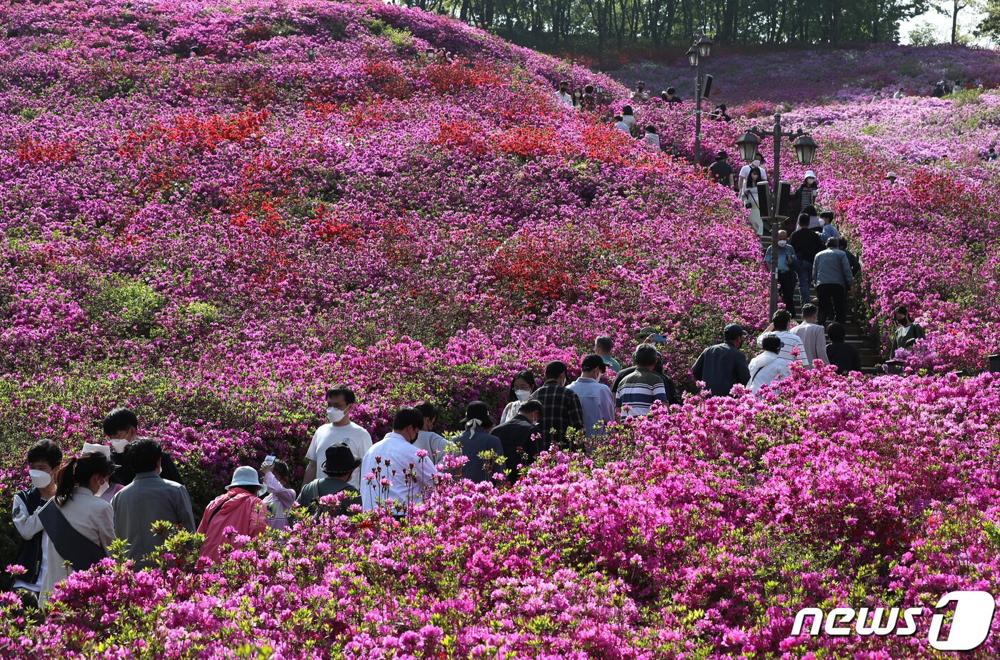 본문 이미지 - 24일 오후 경기 군포시 철쭉동산을 찾은 시민들이 꽃놀이를 즐기고 있다. 2022.4.24/뉴스1 ⓒ News1 구윤성 기자